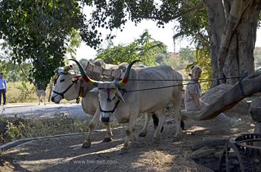 01 PKW-Reise_Udaipur-Ranakpur_DSC4582_b_H600